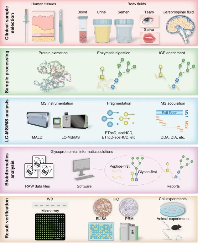 Figure 2. LC–MS/MS Workflow for Clinical Glycoproteomics Figure 2. LC–MS/MS Workflow for Clinical Glycoproteomics